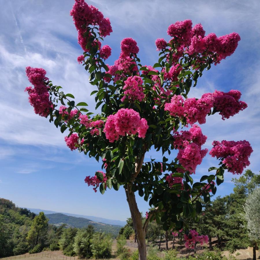 Chambre Double En Pleine Nature "La Clairiere De L'Ange" Peyrins Zewnętrze zdjęcie