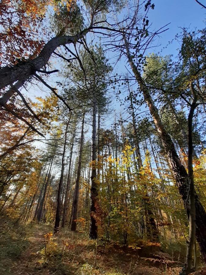 Chambre Double En Pleine Nature "La Clairiere De L'Ange" Peyrins Zewnętrze zdjęcie